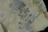 Pennsylvanian Fossil Flora Plate - Kentucky #158863-2